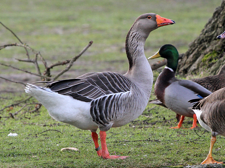 domestic Greylag Goose x Swan Goose hybrid